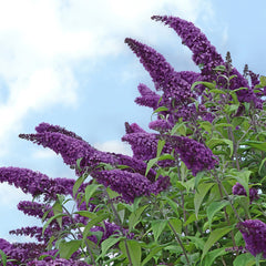 Liliac de Vara – Buddleja davidii Black Knight - Ghiveci - 60 - 70 cm