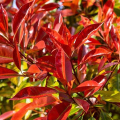 Photinia Fraseri Red - Ghiveci - Aqua Flowers