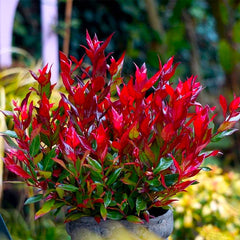 Photinia Fraseri Red - Ghiveci - Aqua Flowers