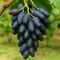 Vita de Vie - Odesschi Suvenir - Seedless(Fără Sâmburi) - Ghiveci 2L