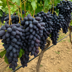 Vita de Vie - Odesschi Suvenir - Seedless(Fără Sâmburi) - Ghiveci 2L