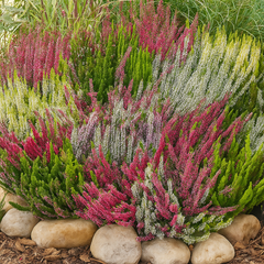 Pachet Promo 3 x Calluna Nova 3 culori – Ghiveci