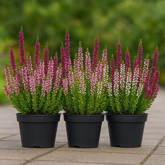 Pachet Promo 3 x Calluna Nova 3 culori – Ghiveci