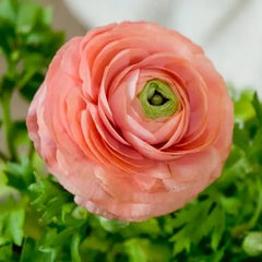 Bulbi Ranunculus - Toronto Pink - Pachet 10 Bulbi