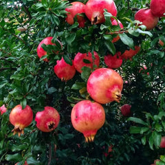 Rodiu Punica granatum - Ghiveci 2L - Aqua Flowers
