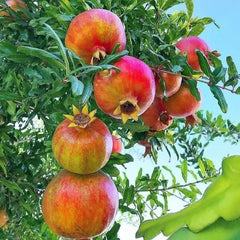 Rodiu Punica granatum - Ghiveci 2L - Aqua Flowers