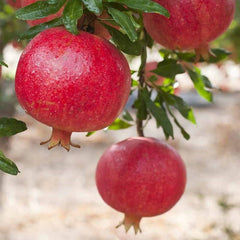 Rodiu Punica granatum - Ghiveci 2L - Aqua Flowers