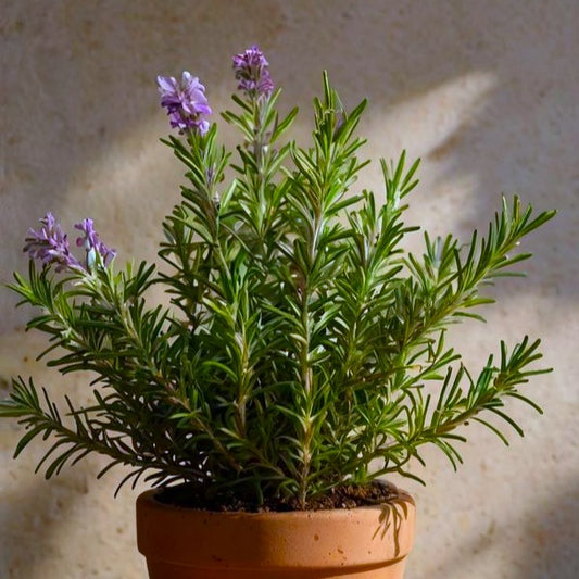 Plante aromatice - Rozmarin officinalis - Ghiveci - Aqua Flowers