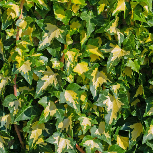 Iedera Hedera helix goldheart -Ghiveci 2L - H 70-90 cm