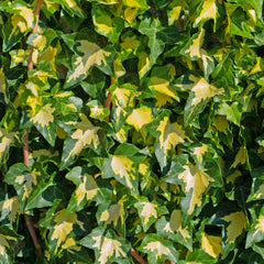 Iedera Hedera helix goldheart -Ghiveci 2L - H 70-90 cm
