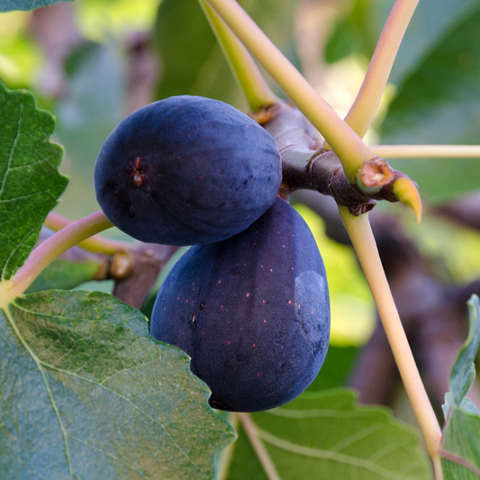 Smochin Black Mission - Ghiveci 5L pe rod