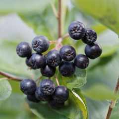 Aronia Nero - Ghiveci 2L