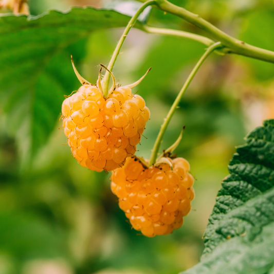 Zmeur Remontat „Fallgold” – Rădăcină ambalată