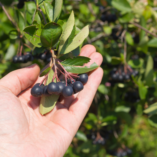 Aronia Melanocarpa Viking - Tip Tufa 60-70 cm - Radacina - Aqua Flowers