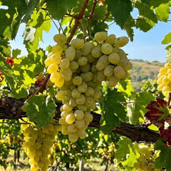 Vita de vie Ananas-radacina ambalata-anul2-3