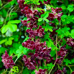 Vita de Ciocolata- Akebia Quinata - ghiveci - Aqua Flowers