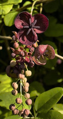 Vita de Ciocolata- Akebia Quinata - ghiveci - Aqua Flowers