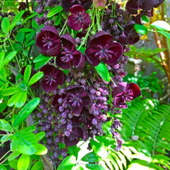Vita de Ciocolata- Akebia Quinata - ghiveci - Aqua Flowers
