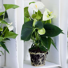 Anthurium An Alpine - Ghiveci - Aqua Flowers