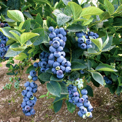 Afin - Bluegold - Ghiveci - Anul 3 Pe Rod 60 - 70 cm