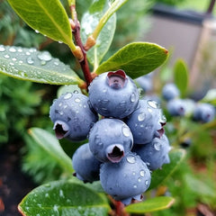 Afin - Duke - Ghiveci - Anul 2 - Aqua Flowers