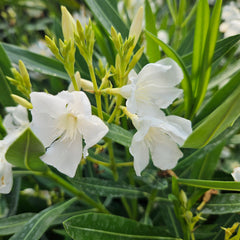 Leandru alb tufa - GHIVECI 2L - MARIME LA LIVRARE 40-50 CM