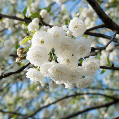 Arbust ornamental - Cires Japonez Pitic - Ghiveci P15 - Aqua Flowers
