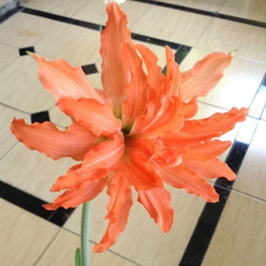 Bulbi Amaryllis – Puniceum Alberti – Aqua Flowers