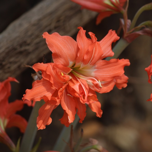 Bulbi Amaryllis – Puniceum Alberti – Aqua Flowers