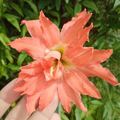 Bulbi Amaryllis – Puniceum Alberti – Aqua Flowers
