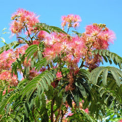 Arbore de mătase - Albizia julibrissin - Ghiveci - înălțime la livrare 90-100 cm