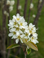 🤍🌿 Amelanchier (Pomul de Stafide) – Ghiveci 1,5 L