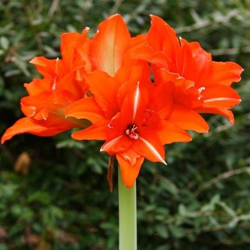 Bulbi Amaryllis Dublu – Double Orange – 1 bulb