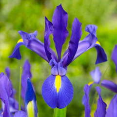 Bulbi Iris Hollandica - Pachet 5 Bulbi - Aqua Flowers