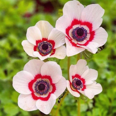 Bulbi Anemone Bicolor - Pachet 10 Bulbi - Aqua Flowers