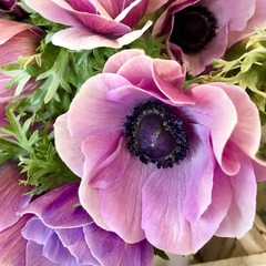 Bulbi Anemone Bicolor - Pachet 10 Bulbi - Aqua Flowers