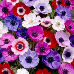 Anemone - De Caen Mixed - Pachet 20 bulbi