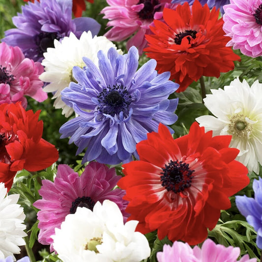 Anemone - St. Brigid Mixed - Pachet 20 bulbi - Aqua Flowers