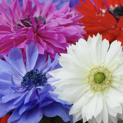 Anemone - St. Brigid Mixed - Pachet 20 bulbi
