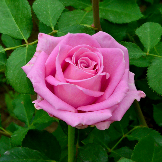 Trandafiri Teahibrizi - Aqua - Rădăcină Ambalată - Aqua Flowers