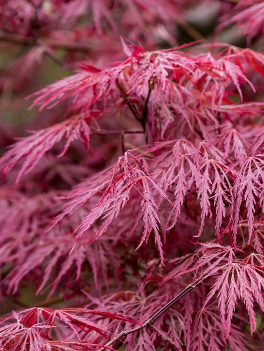 Arbore/arbust - Artar Japonez - Garnet - ghiveci 3L - Aqua Flowers