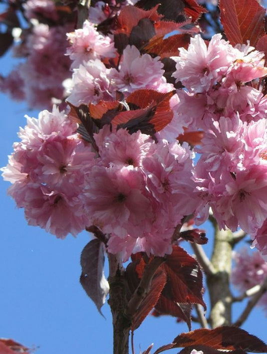 Arbore/arbust - Cires Japonez (prunus serulata) - Ghiveci - Aqua Flowers