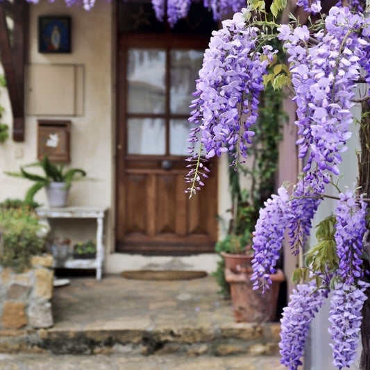 Arbore/arbust - Glicina (Wisteria) - ghiveci - Aqua Flowers