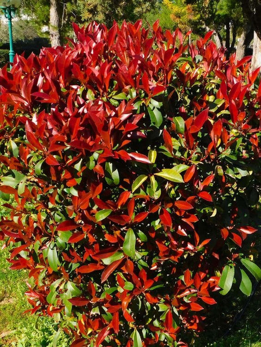 Arbore/arbust - Photinia - ghiveci - Aqua Flowers