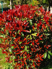 Arbore/arbust - Photinia - ghiveci - Aqua Flowers