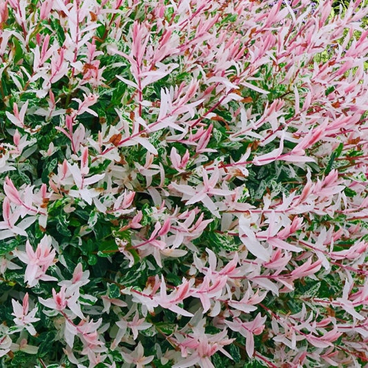 Arbore/arbust - Salcie Japoneza (Salix Flamengo) - Tufa - inaltime la livrare 50cm-60cm - ghiveci - Aqua Flowers