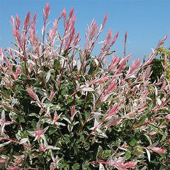 Arbore/arbust - Salcie Japoneza (Salix Flamengo) - Tufa - inaltime la livrare 50cm-60cm - ghiveci - Aqua Flowers