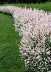 Arbore/arbust - Salcie Japoneza (Salix Flamengo) - Tufa - inaltime la livrare 50cm-60cm - ghiveci - Aqua Flowers