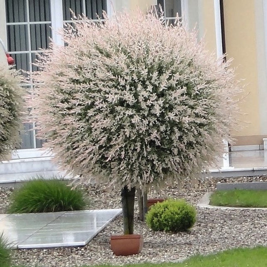 Arbore/arbust - Salcie Japoneza (Salix Hakuro) - ghiveci - Aqua Flowers