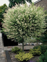 Arbore/arbust - Salcie Japoneza (Salix Hakuro) - inaltime la livrare 140cm-160cm - ghiveci - Aqua Flowers